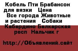 Кобель Пти Брабансон для вязки › Цена ­ 30 000 - Все города Животные и растения » Собаки   . Кабардино-Балкарская респ.,Нальчик г.